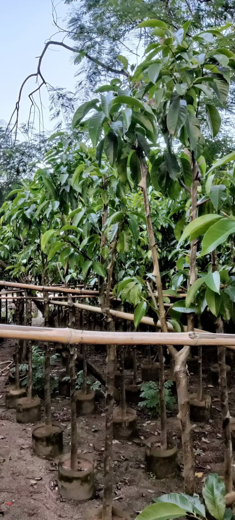 白玉兰5～20公分产地直发规格齐全质量保证