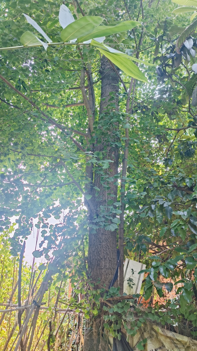 银杏树，一颗，不结果的，有20多年树龄