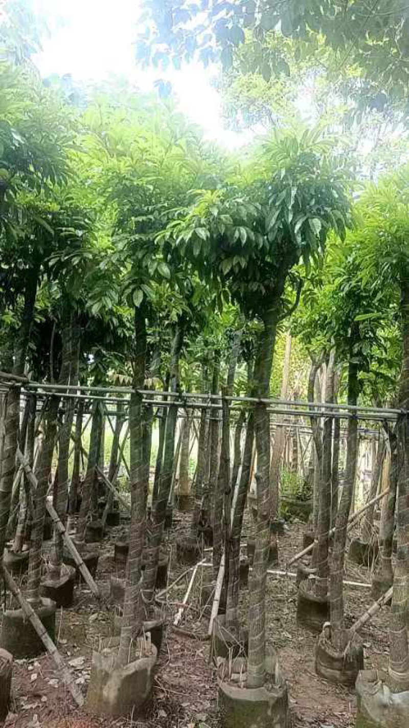 光杆海南红豆树8～15公分产地直发规格齐全质量保证
