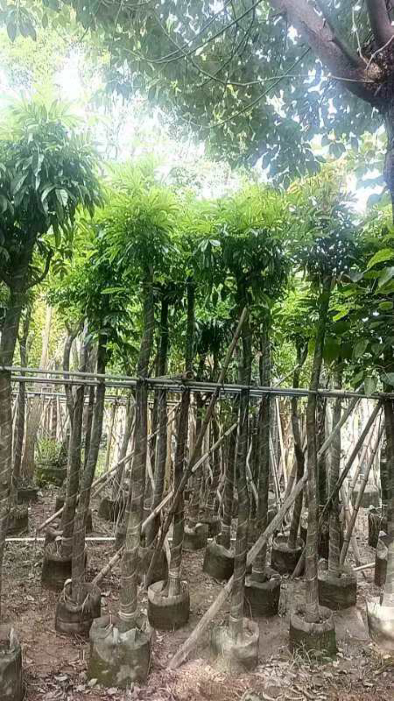 光杆海南红豆树8～15公分产地直发规格齐全质量保证