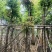 光杆海南红豆树8～15公分产地直发规格齐全质量保证