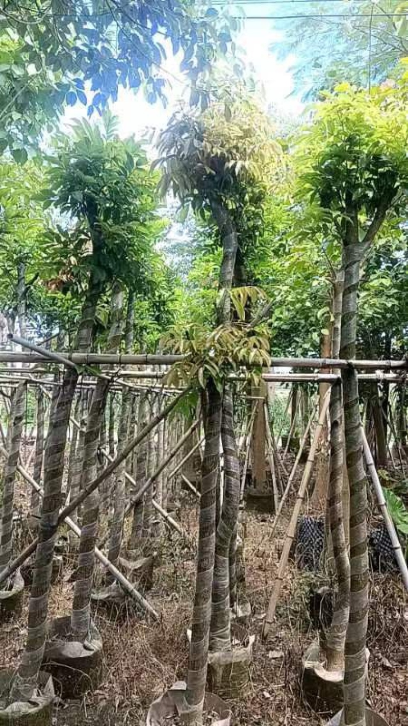 光杆海南红豆树8～15公分产地直发规格齐全质量保证