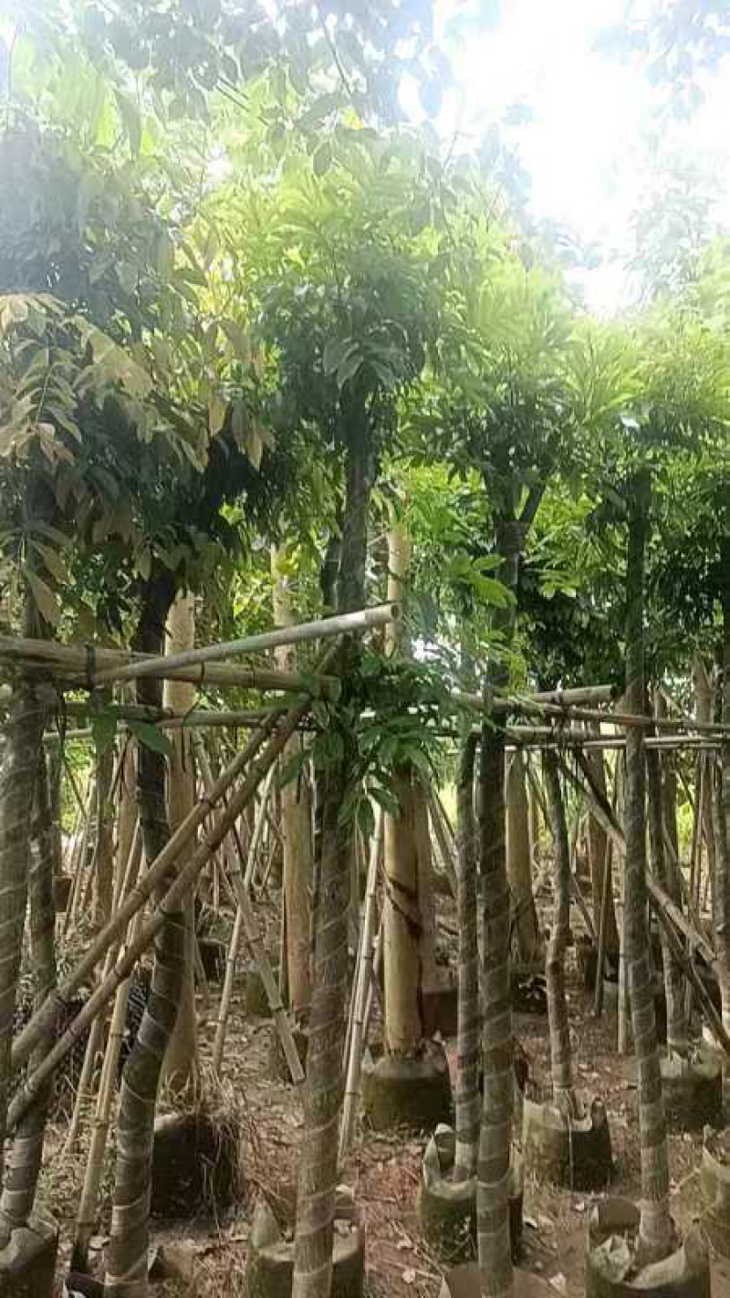 光杆海南红豆树8～15公分产地直发规格齐全质量保证