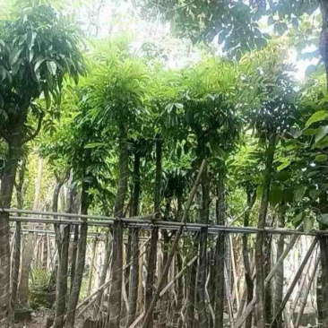 光杆海南红豆树8～15公分产地直发规格齐全质量保证