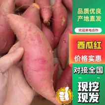 精品西瓜红长条形红薯大头淀粉薯养殖加工厂电商蜜薯红薯