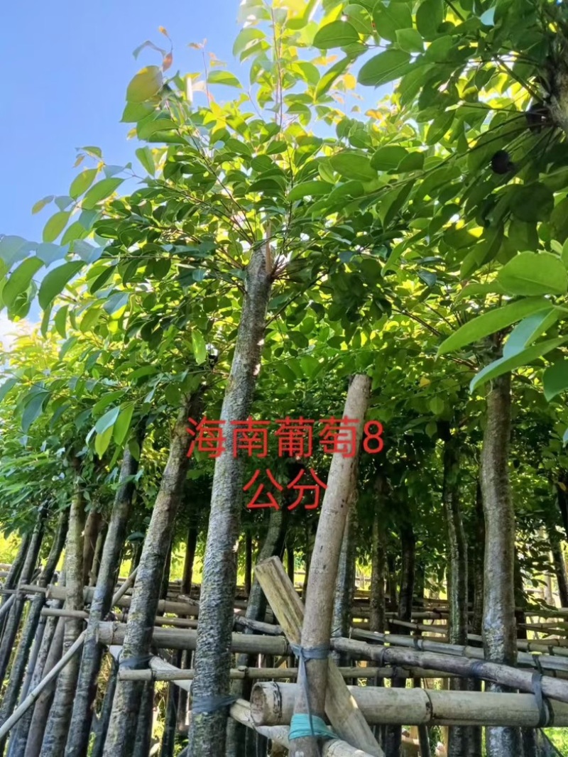 海南葡萄树8～15公分产地直发规格齐全质量保证