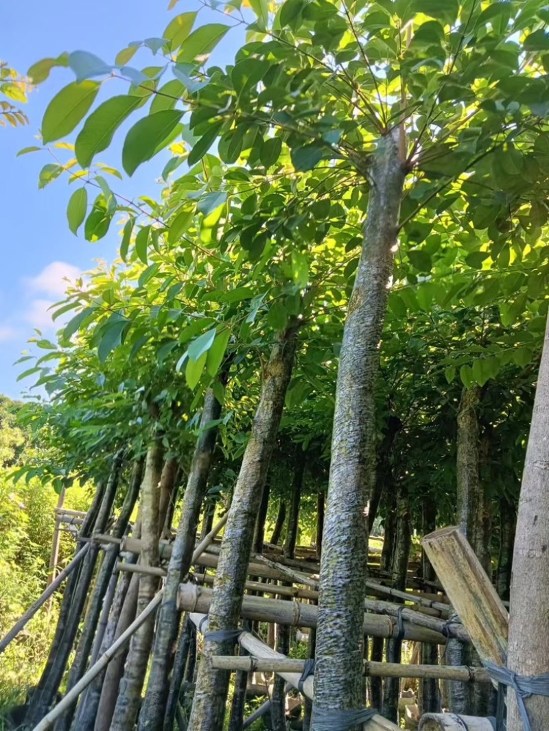 海南葡萄树8～15公分产地直发规格齐全质量保证