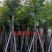 海南葡萄树8～15公分产地直发规格齐全质量保证