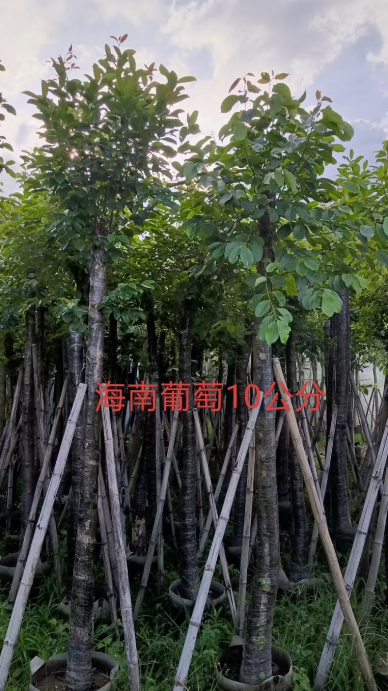 海南葡萄树8～15公分产地直发规格齐全质量保证