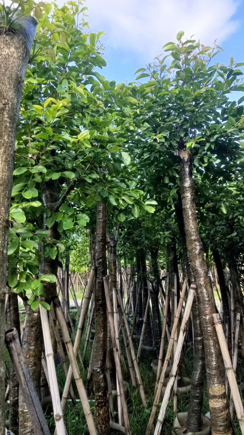 海南葡萄树8～15公分产地直发规格齐全质量保证