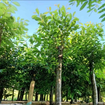 海南葡萄树8～15公分产地直发规格齐全质量保证