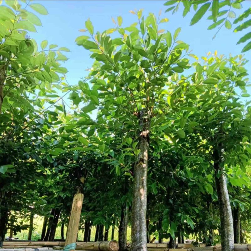 海南葡萄树8～15公分产地直发规格齐全质量保证