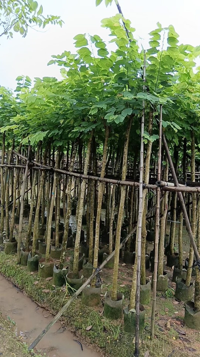 羊蹄甲樱花3～15公分产地直发规格齐全质量保证