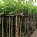 羊蹄甲樱花3～15公分产地直发规格齐全质量保证