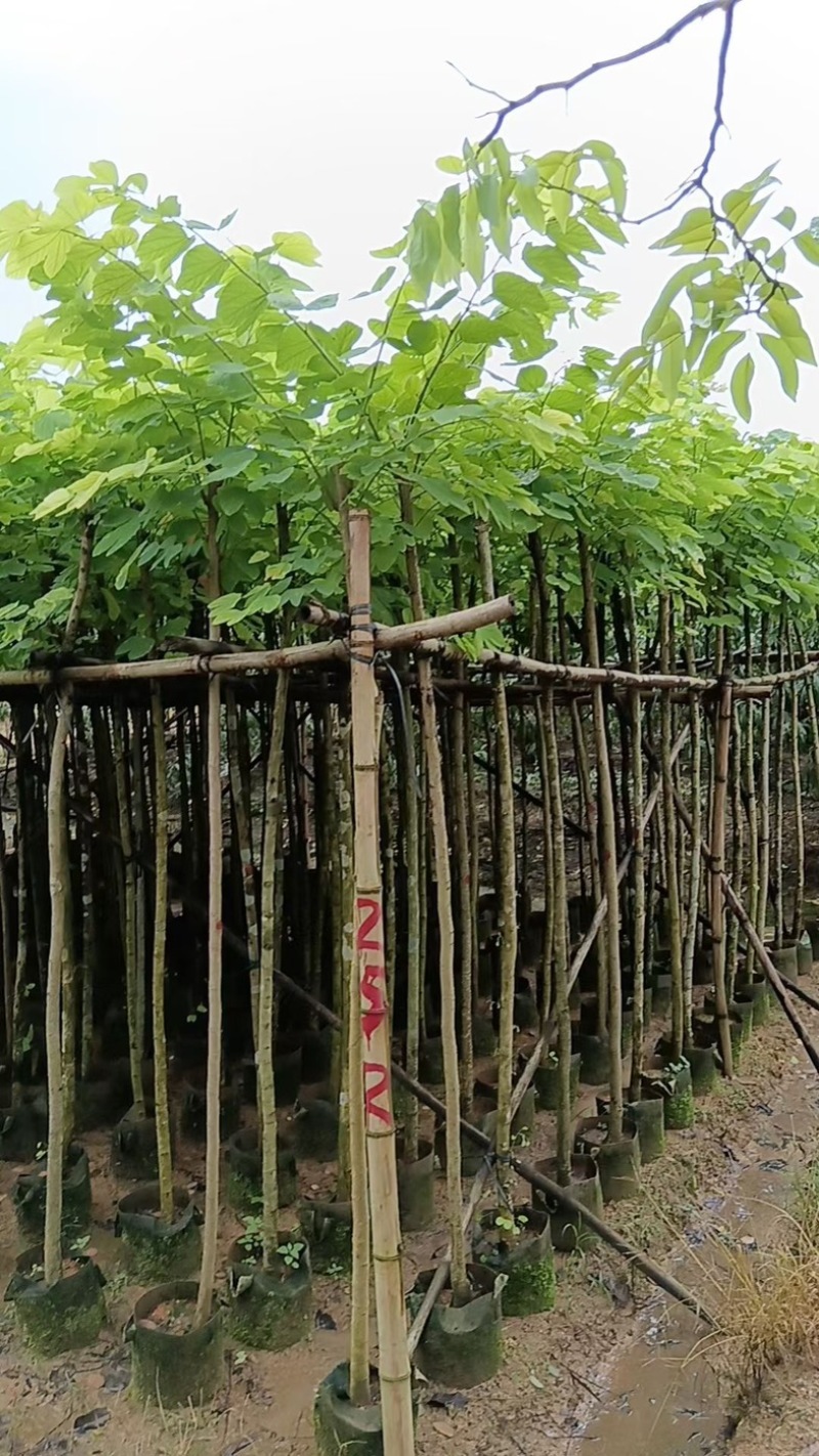 羊蹄甲樱花3～15公分产地直发规格齐全质量保证