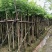 羊蹄甲樱花3～15公分产地直发规格齐全质量保证