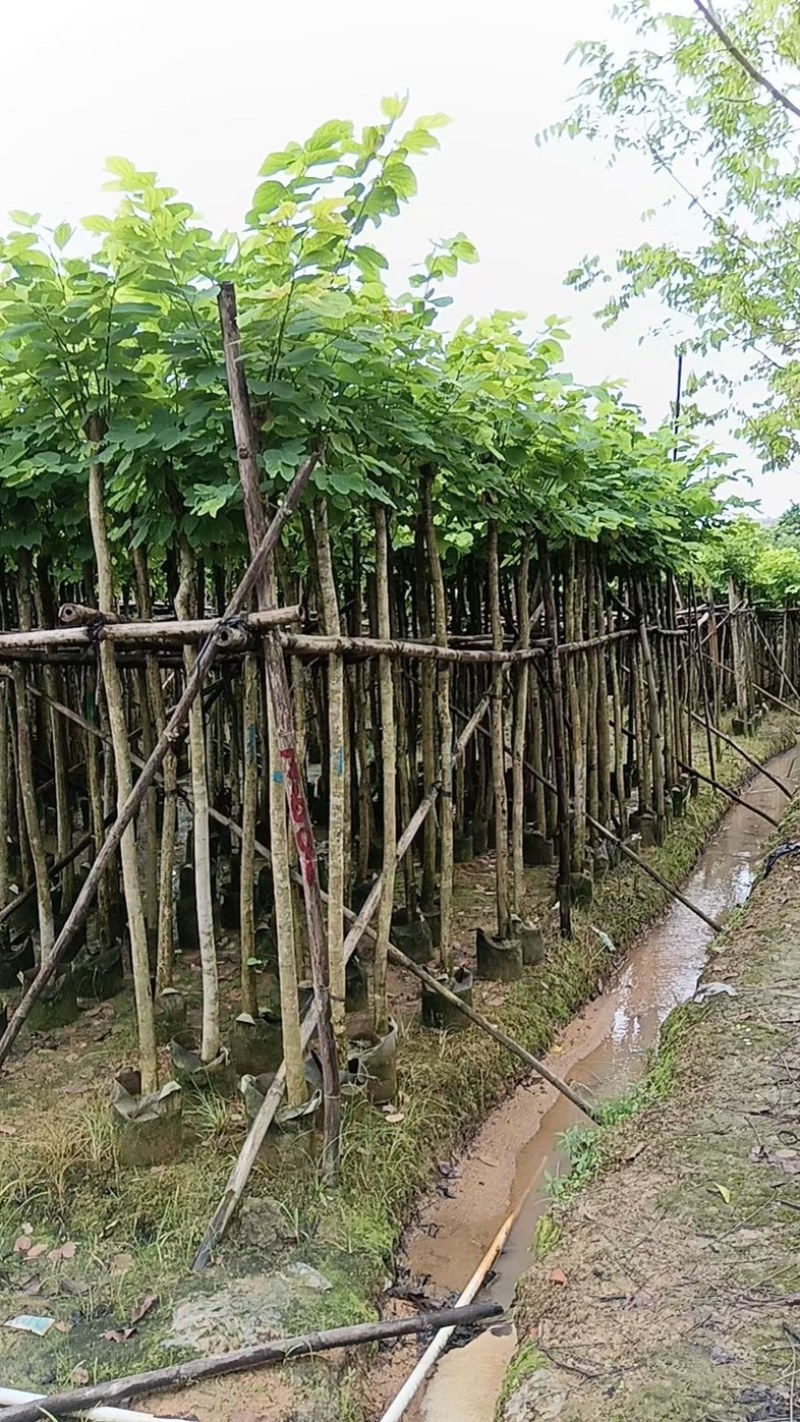 羊蹄甲樱花3～15公分产地直发规格齐全质量保证