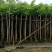 羊蹄甲樱花3～15公分产地直发规格齐全质量保证