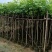 羊蹄甲樱花3～15公分产地直发规格齐全质量保证