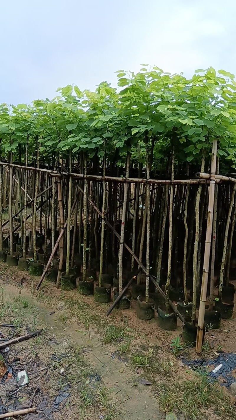羊蹄甲樱花3～15公分产地直发规格齐全质量保证