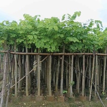 羊蹄甲樱花3～15公分产地直发规格齐全质量保证