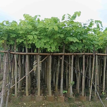 羊蹄甲樱花3～15公分产地直发规格齐全质量保证