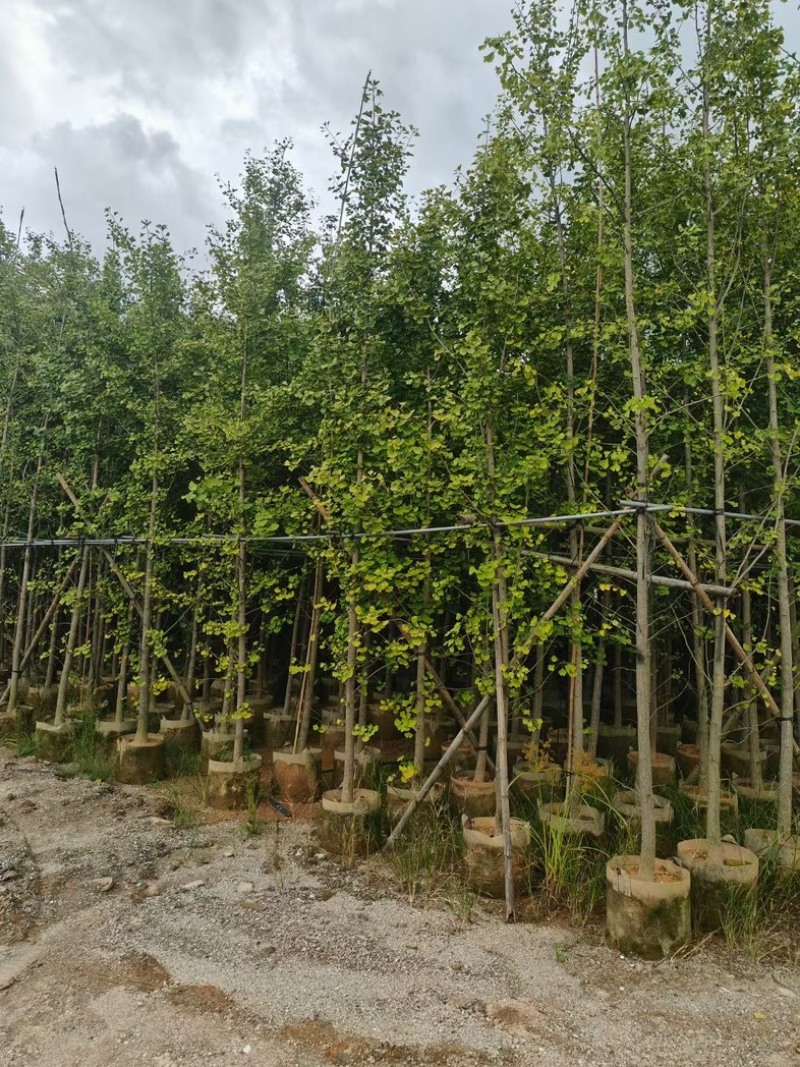 银杏树5～10公分产地直发规格齐全质量保证