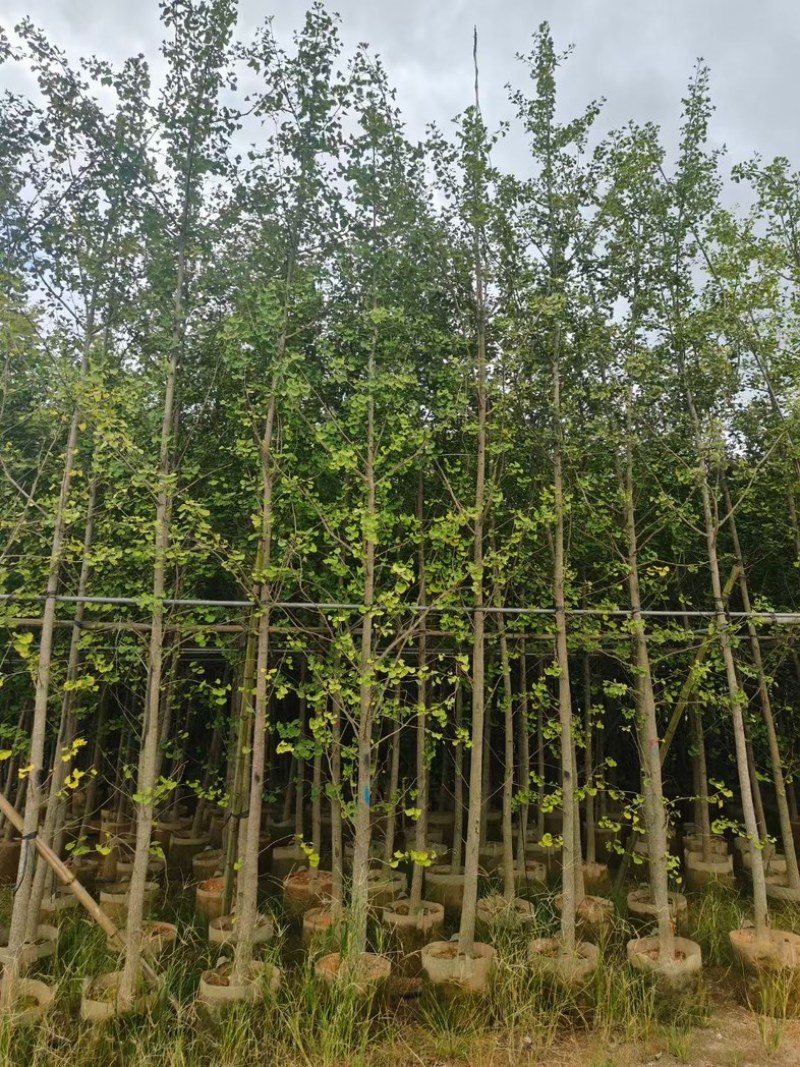 银杏树5～10公分产地直发规格齐全质量保证
