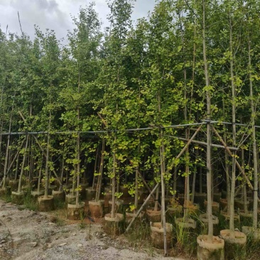 银杏树5～10公分产地直发规格齐全质量保证