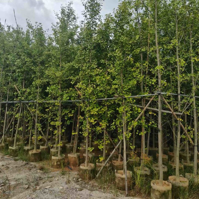 银杏树5～10公分产地直发规格齐全质量保证