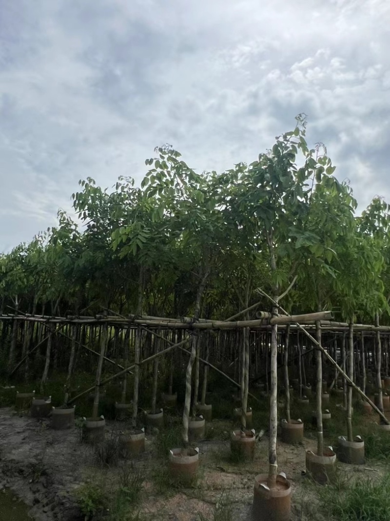 腊肠树5～10公分产地直发规格齐全质量保证