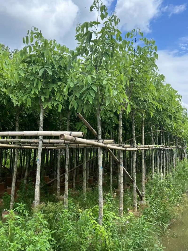 腊肠树5～10公分产地直发规格齐全质量保证