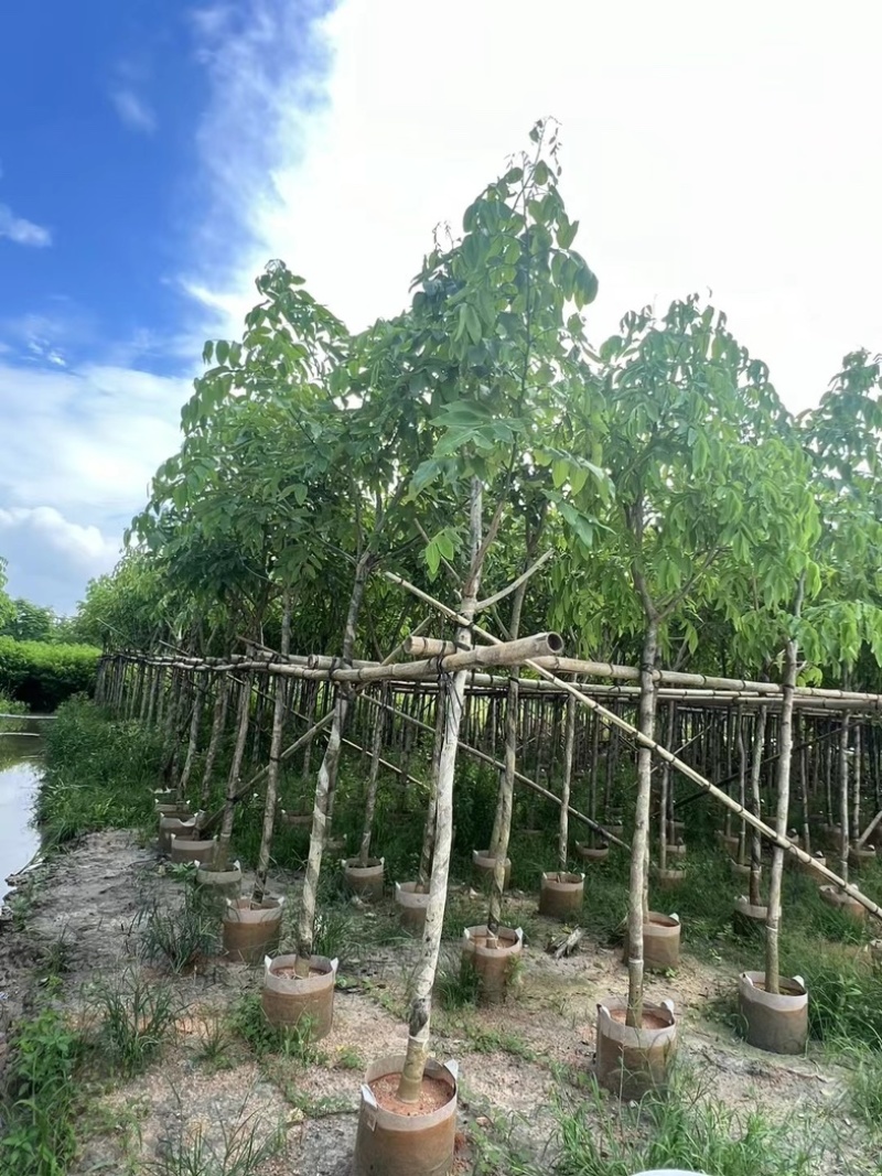 腊肠树5～10公分产地直发规格齐全质量保证