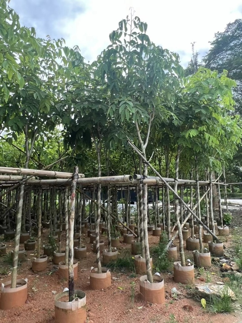 腊肠树5～10公分产地直发规格齐全质量保证