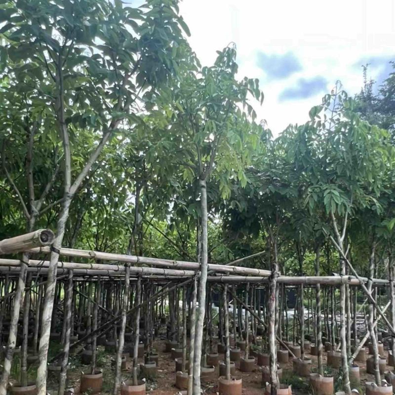腊肠树5～10公分产地直发规格齐全质量保证