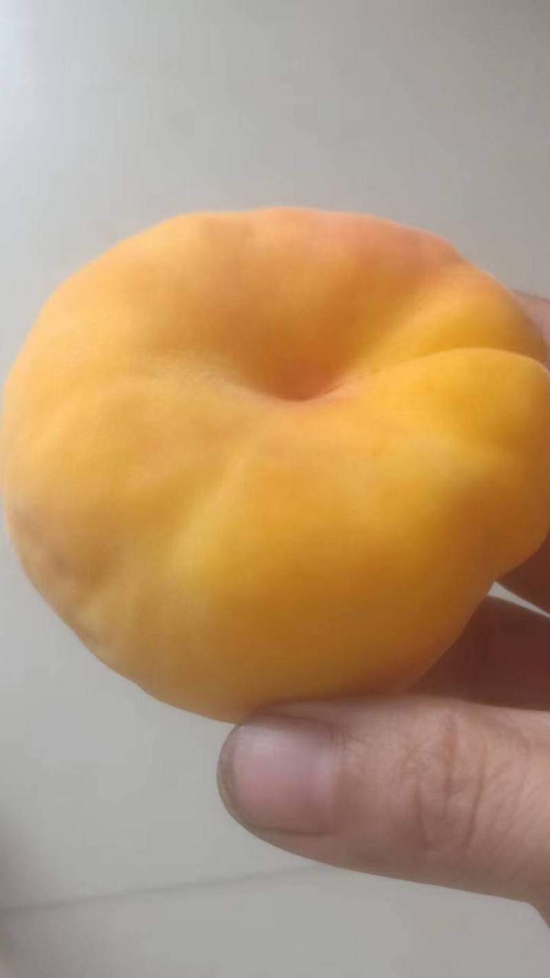 中蟠17