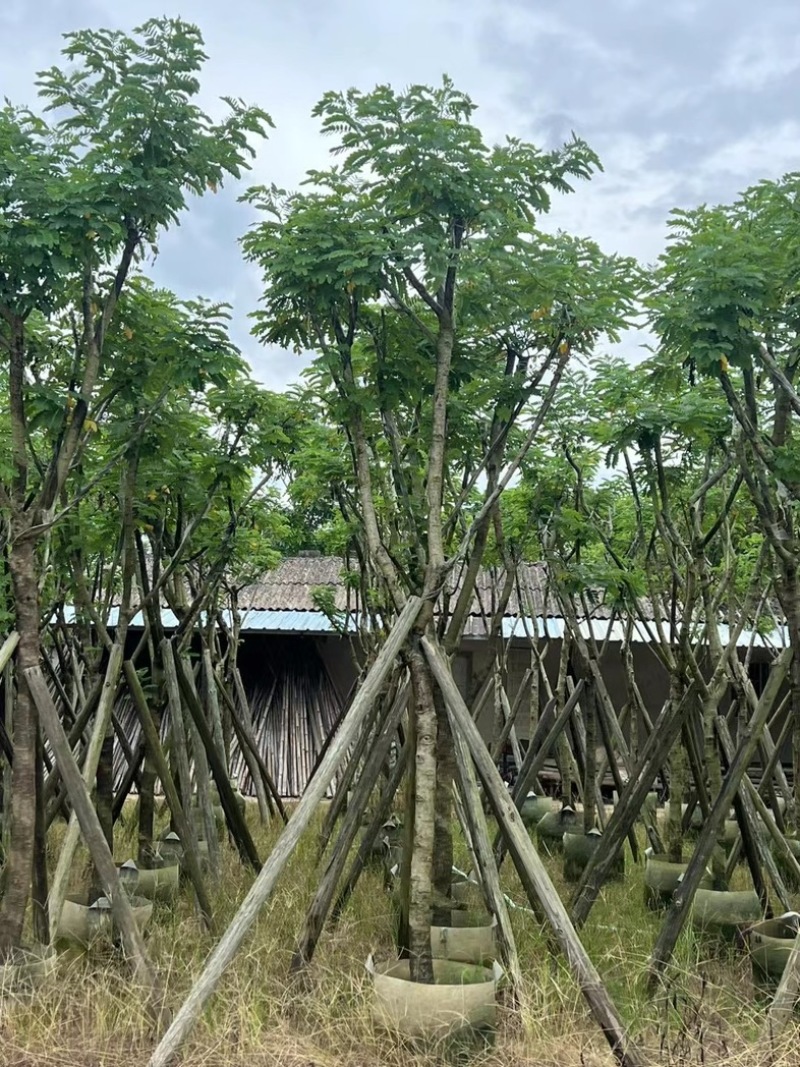 骨架黄花槐5～12公分产地直发规格齐全质量保证