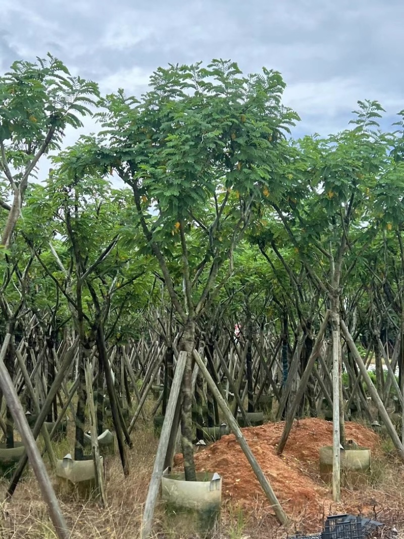 骨架黄花槐5～12公分产地直发规格齐全质量保证