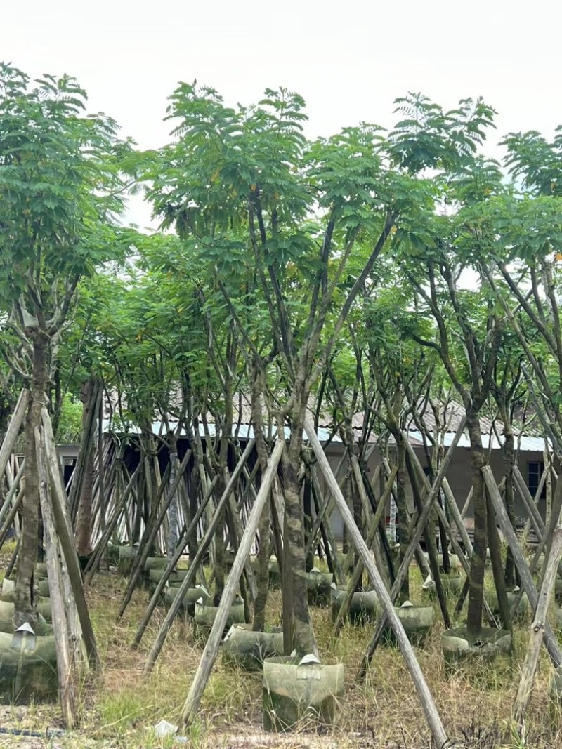 骨架黄花槐5～12公分产地直发规格齐全质量保证