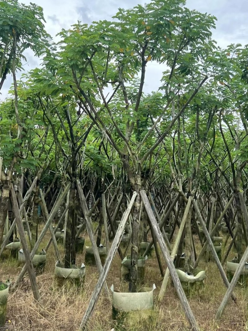 骨架黄花槐5～12公分产地直发规格齐全质量保证
