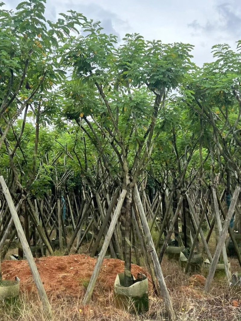 骨架黄花槐5～12公分产地直发规格齐全质量保证