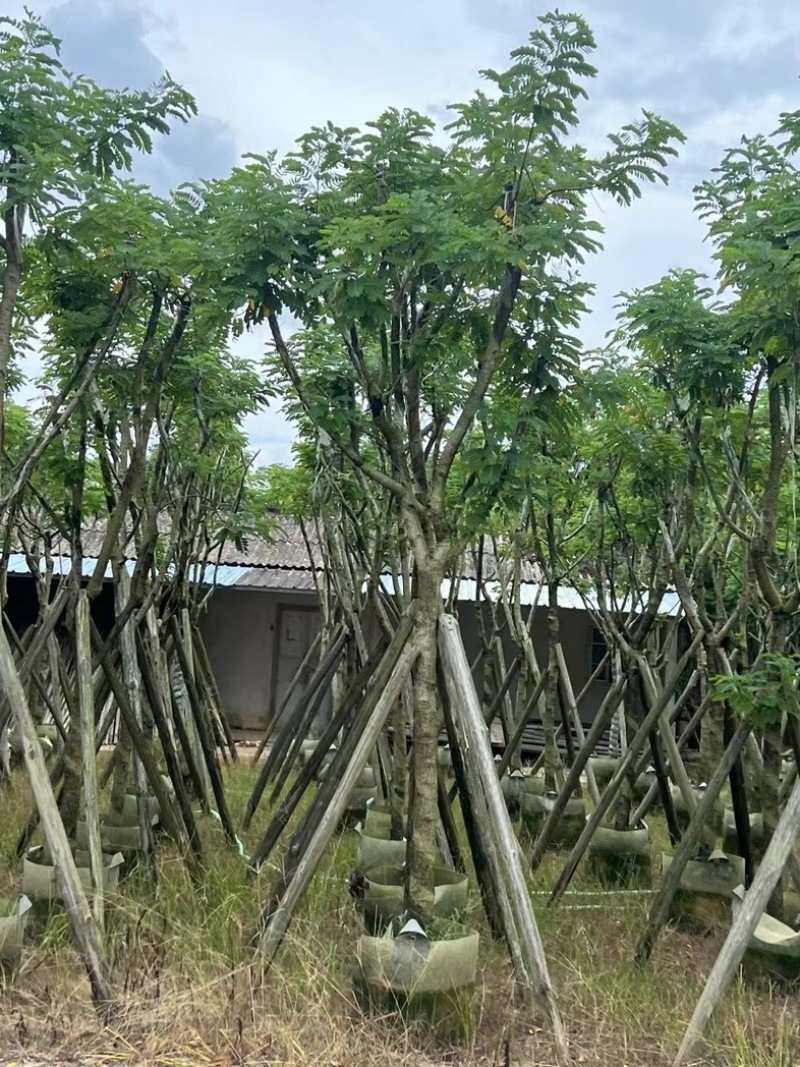 骨架黄花槐5～12公分产地直发规格齐全质量保证