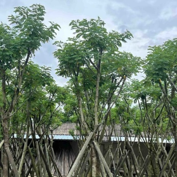 骨架黄花槐5～12公分产地直发规格齐全质量保证