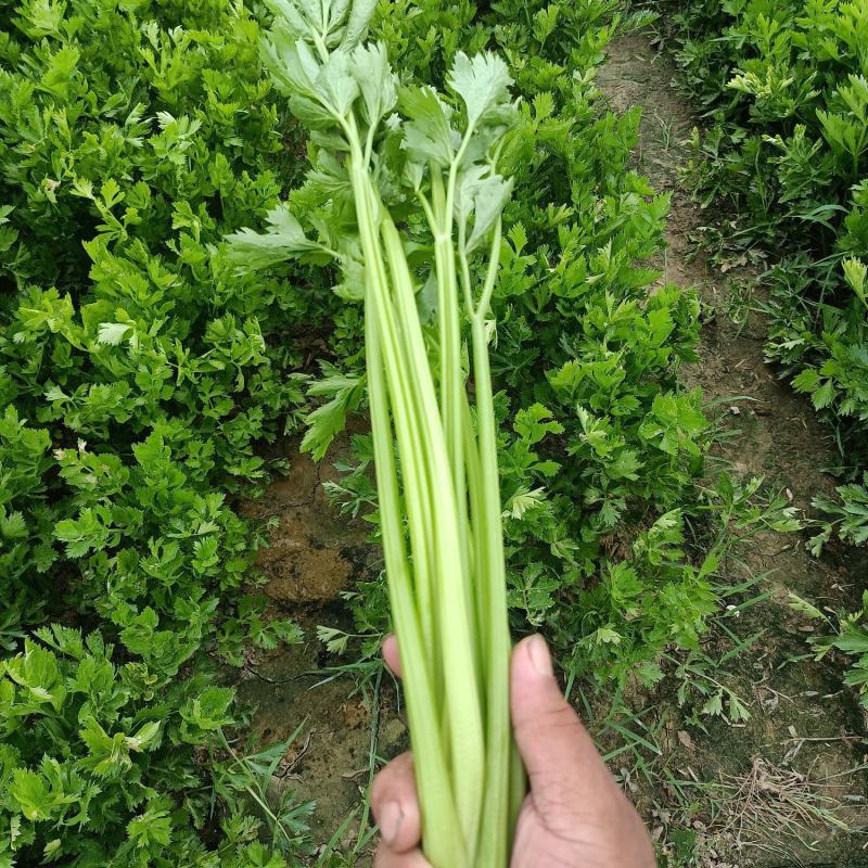 保质保量优质芹菜大量有货，西芹，毛芹菜