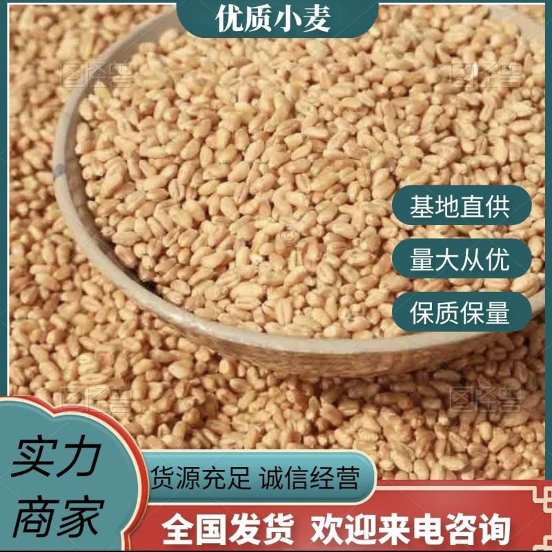 优质小麦基地直供大量现货品质保证价格优惠欢迎致电