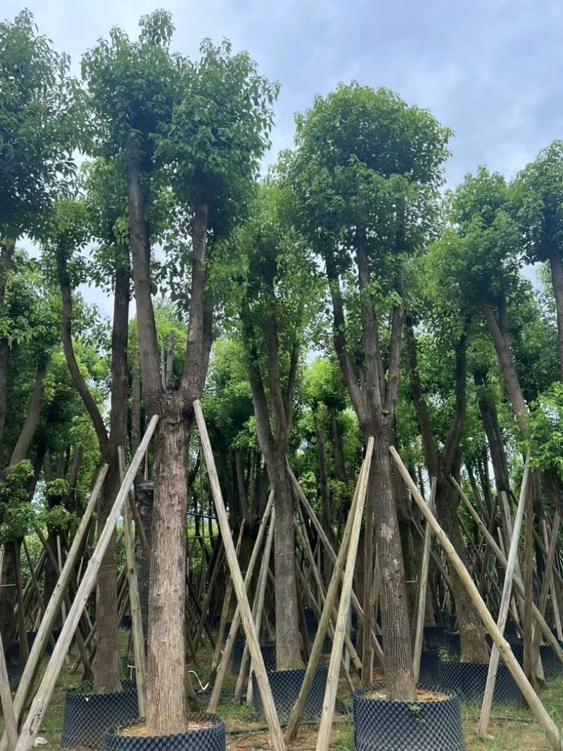 骨架香樟15～35公分产地直发规格齐全质量保证