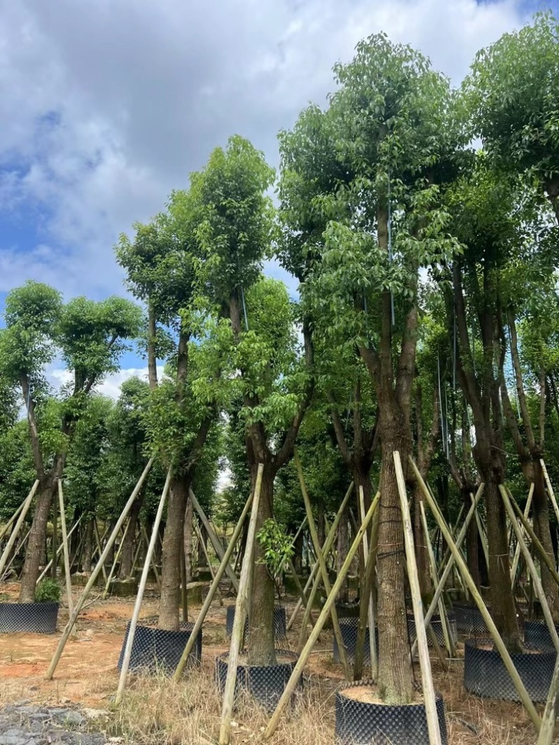 骨架香樟15～35公分产地直发规格齐全质量保证