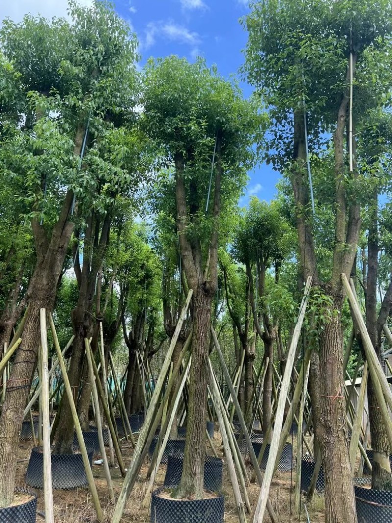 骨架香樟15～35公分产地直发规格齐全质量保证