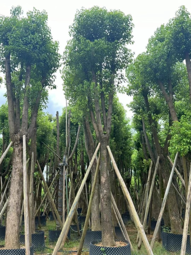 骨架香樟15～35公分产地直发规格齐全质量保证