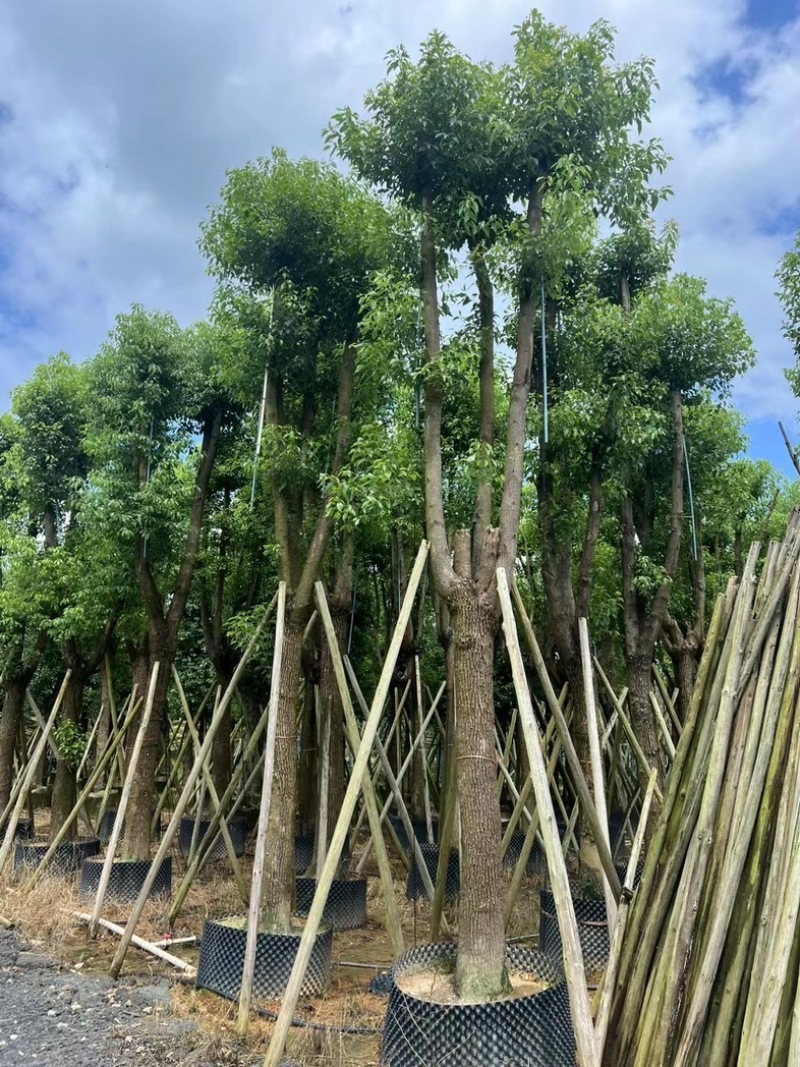 骨架香樟15～35公分产地直发规格齐全质量保证